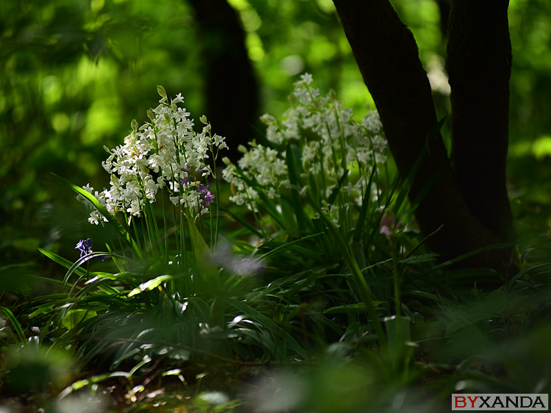 010 - Flowers