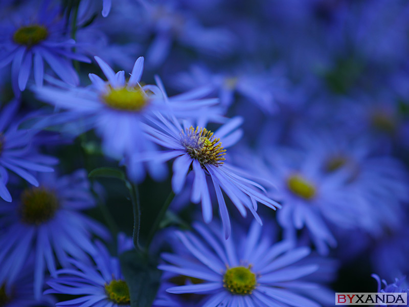 001 - Flowers