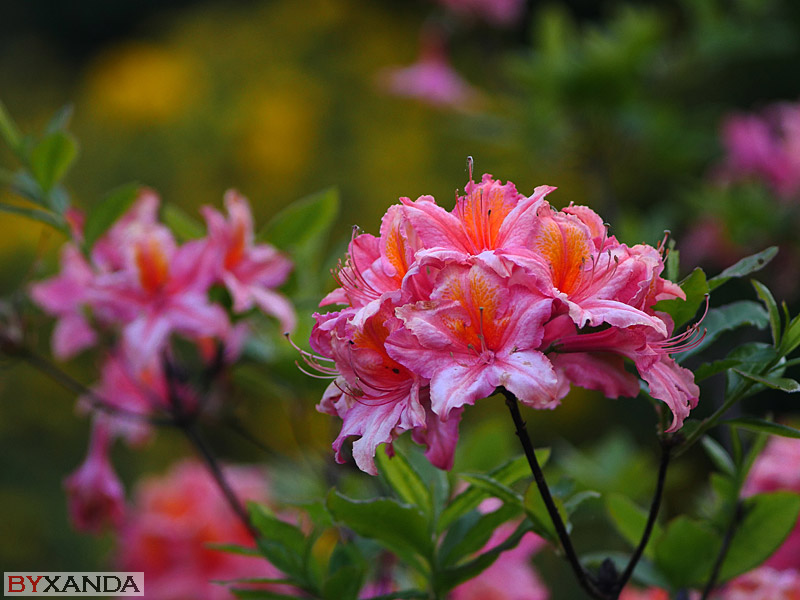 003 - Flowers