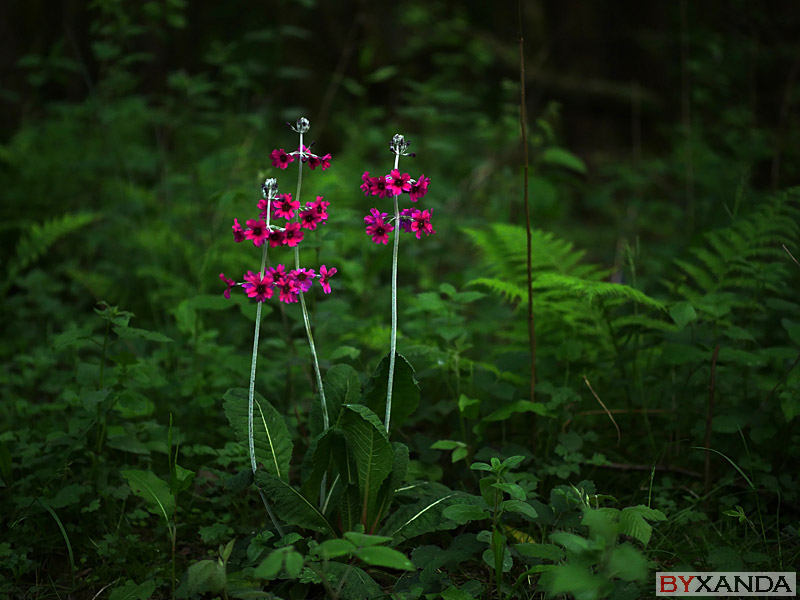 002 - Flowers