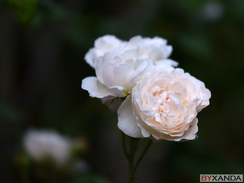 007 - Flowers