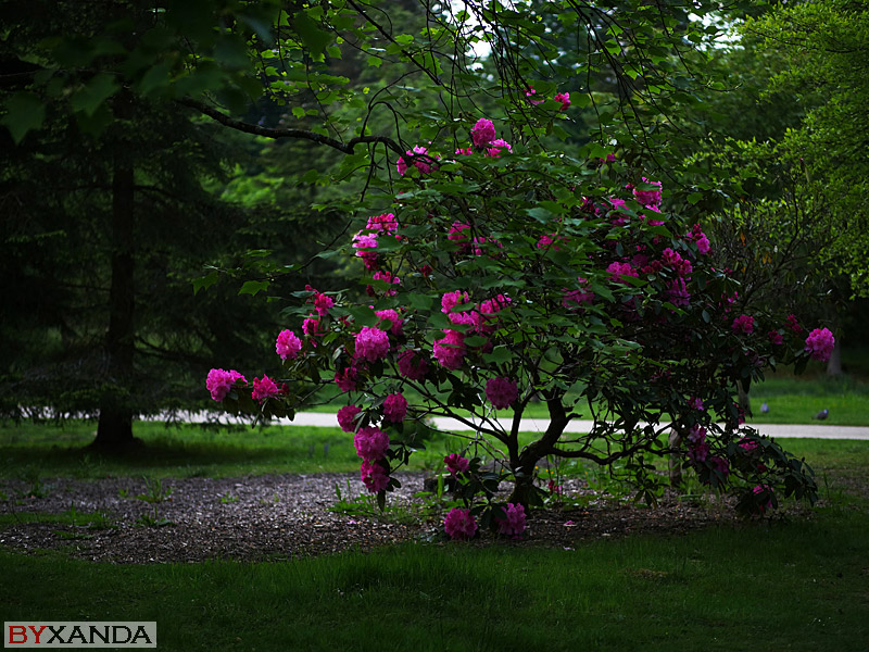 004 - Flowers