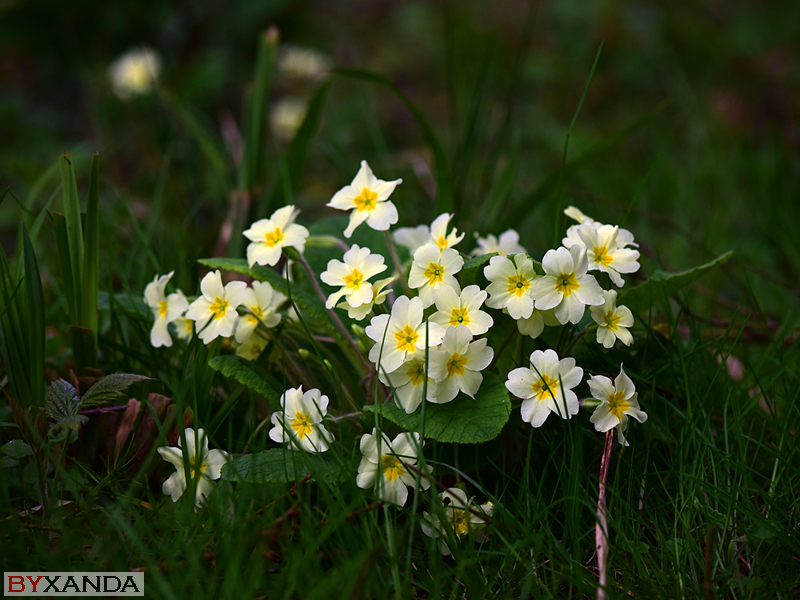 006 - Flowers