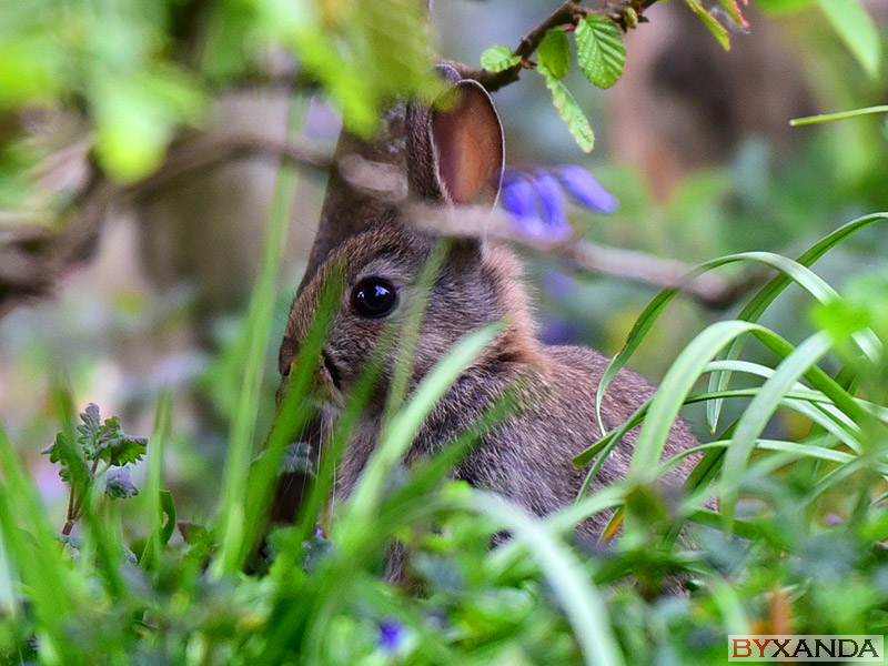 012 - Wildlife