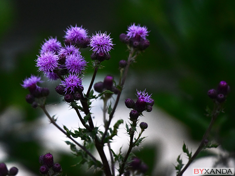 013 - Flowers