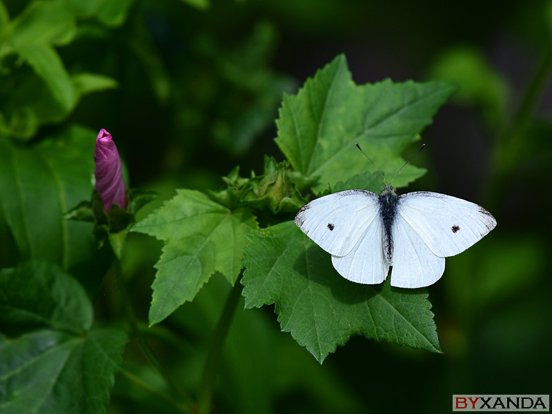 011 - Wildlife