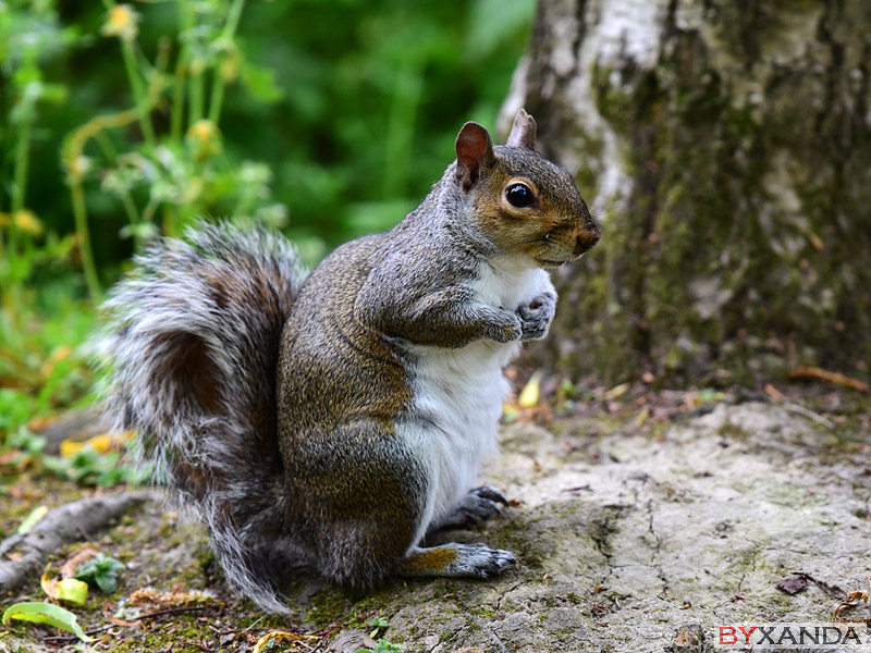001 - Wildlife