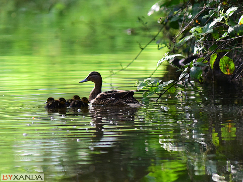 008 - Wildlife