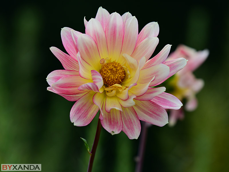 015 - Flowers