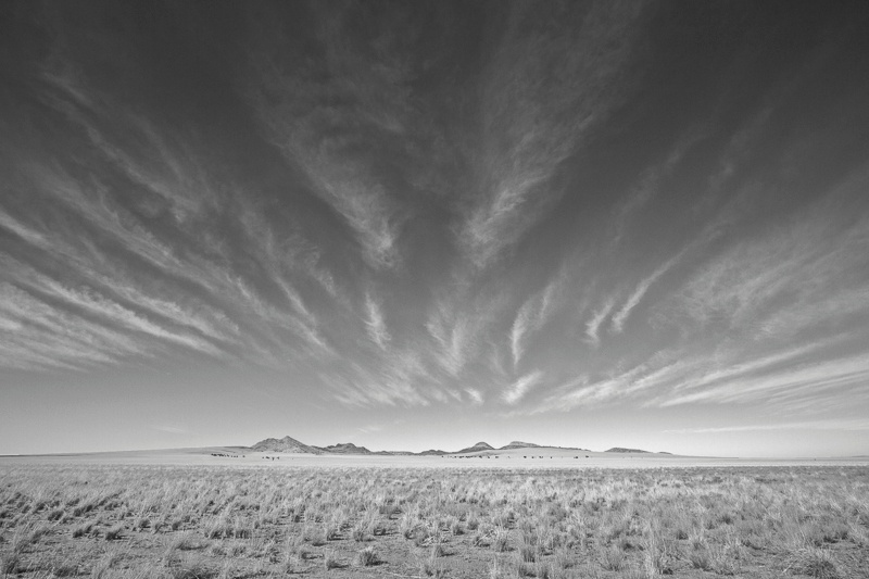 Desert Grassland