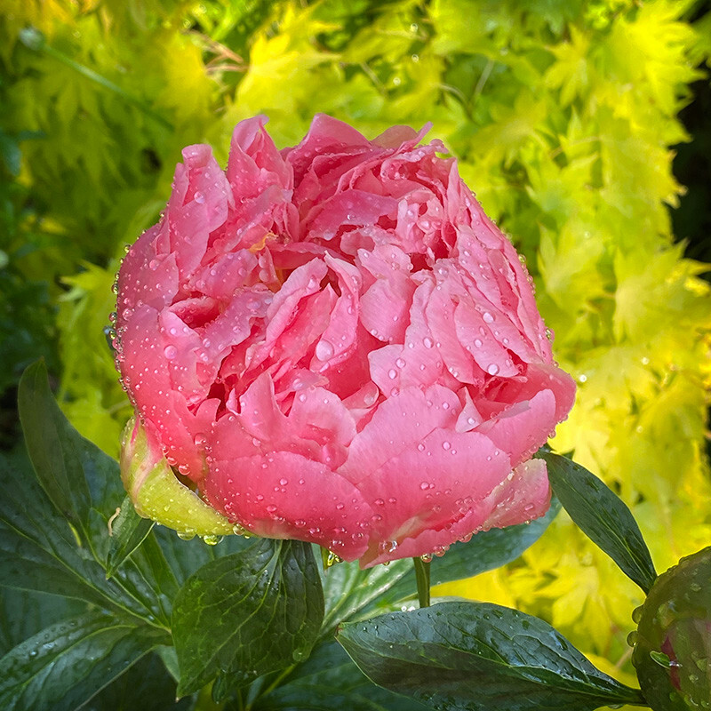 Peony - Whilst Out and About ...