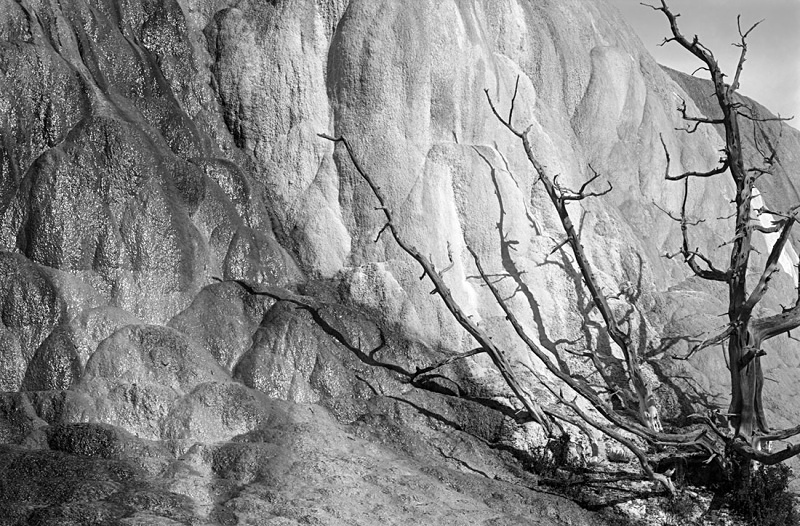 1133 - Orange Dome Tree - USA - 2005 - Yellowstone NP & the Tetons