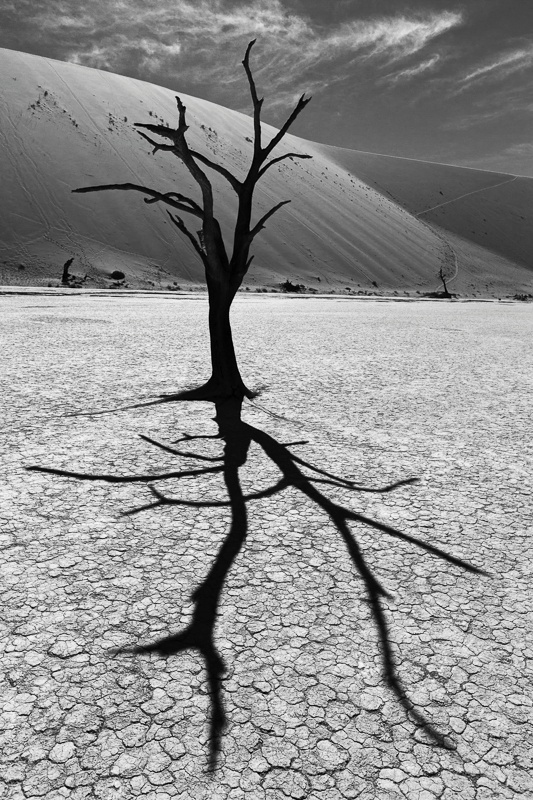 Camel Thorn Trees of Deadvlei - Namib Desert - II - Namibia - 2014