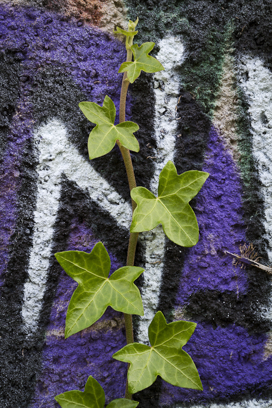 Ivy Reclaim Its Wall - Worcester Birmingham Canal