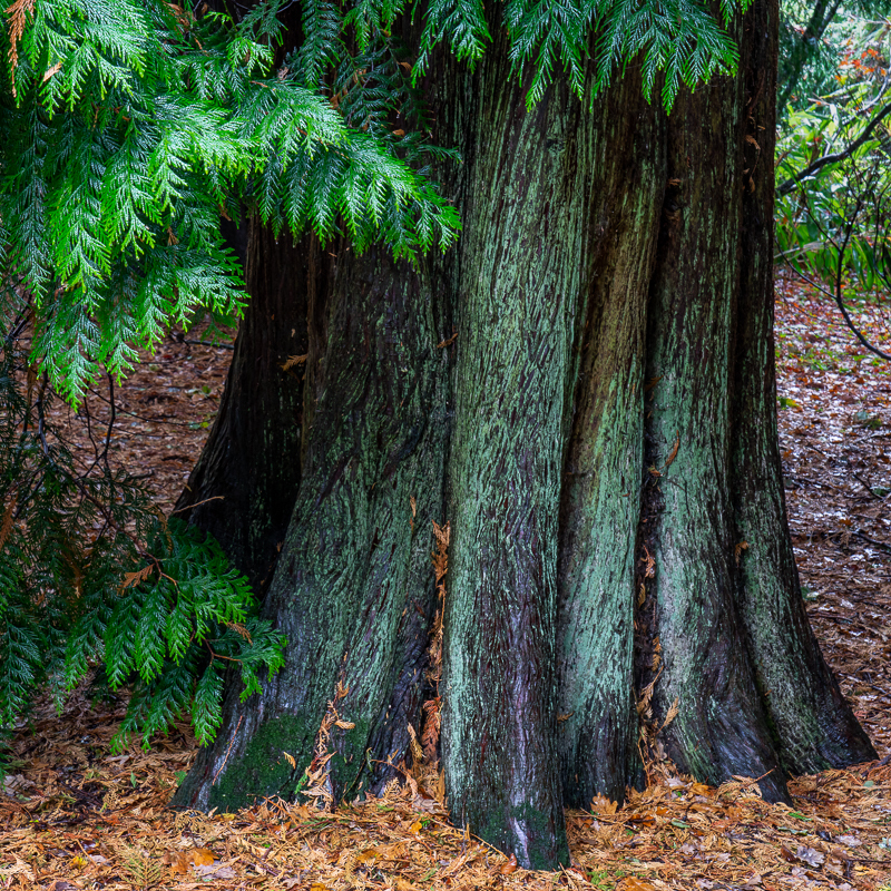 Batsford - 12 - Batsford Arboretum - October 2018