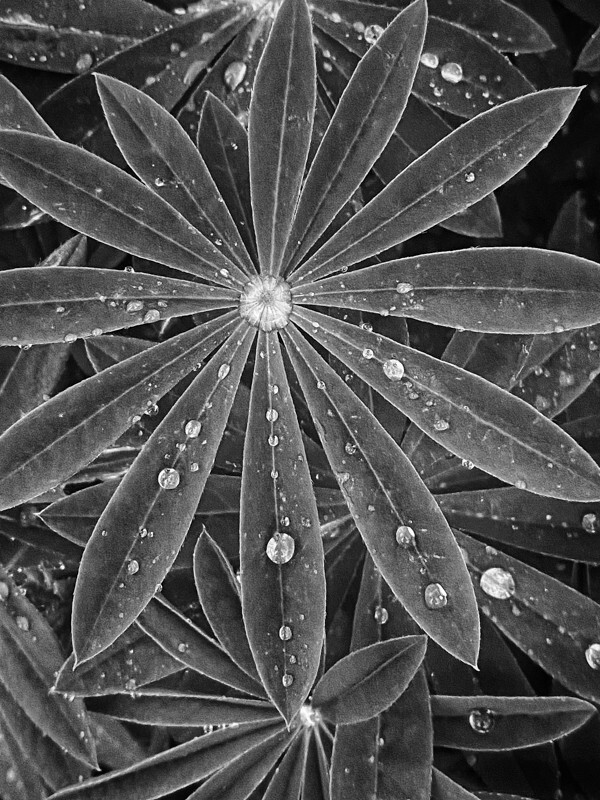 Lupin Leaves - Whilst Out and About ...
