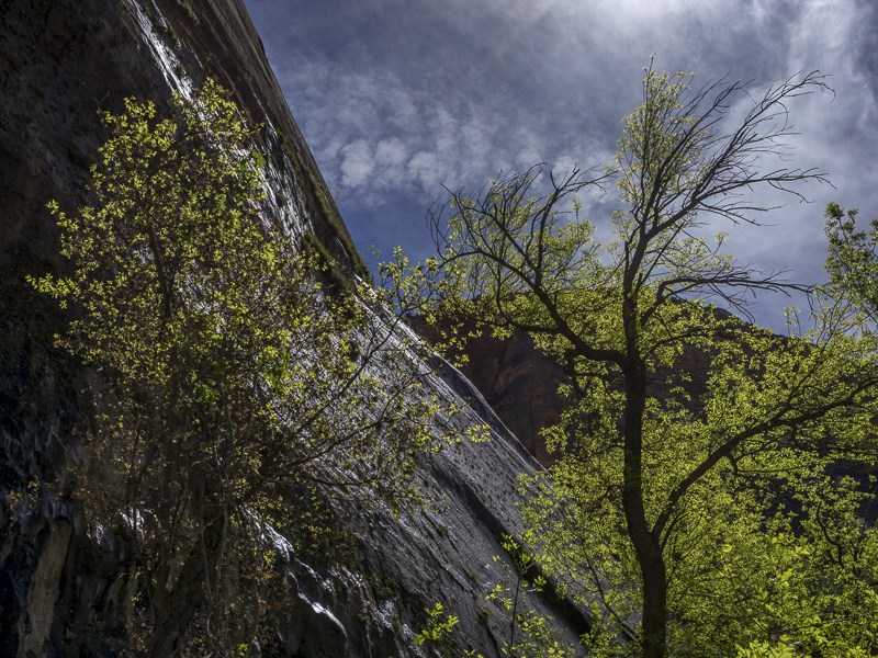 By Weeping Rock - Zion NP - USA - 2017 - CA, AZ, UT, CO, NM