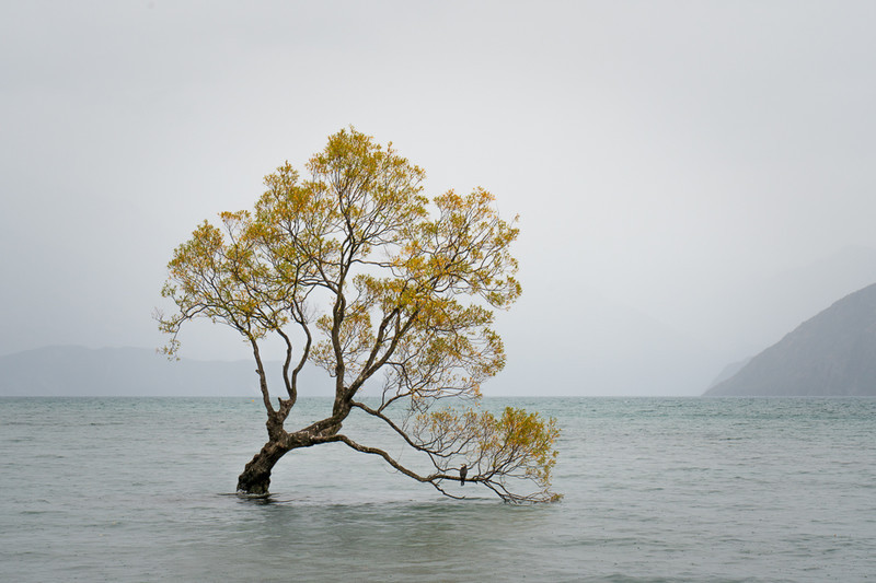 That Wanaka Tree - New Zealand’s South Island - 2018