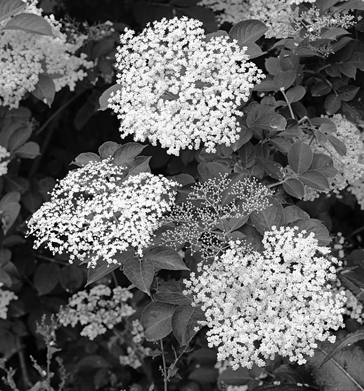 2143 - Elderflowers - The Cotswold Way - 2009