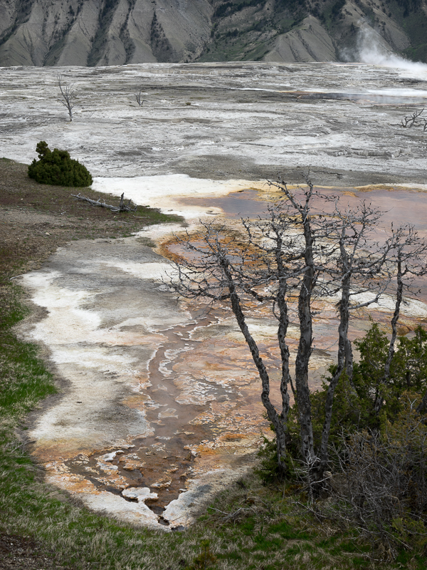 Mammoth Hot Springs - #1 - USA - 2016 - Wyoming and Washington