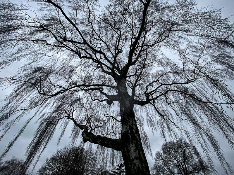 Weeping Birch I - Whilst Out and About ...