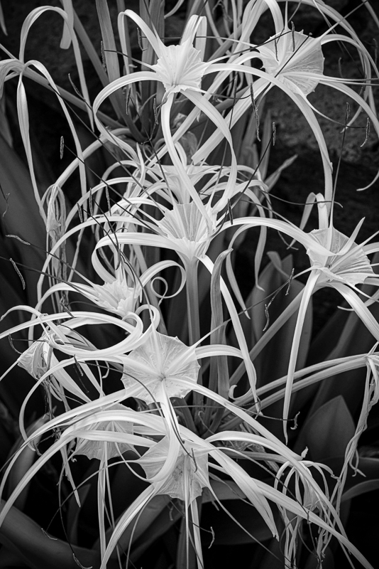 La Gomera-20 - La Gomera - Tropical Garden - July 2019