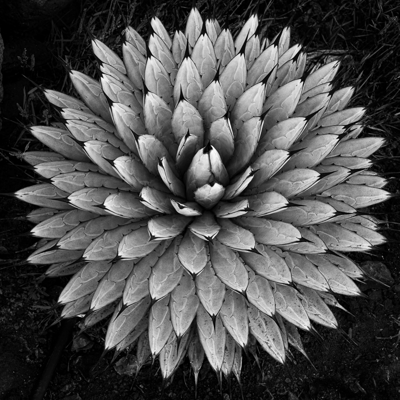 La Gomera-19 - La Gomera - Tropical Garden - July 2019