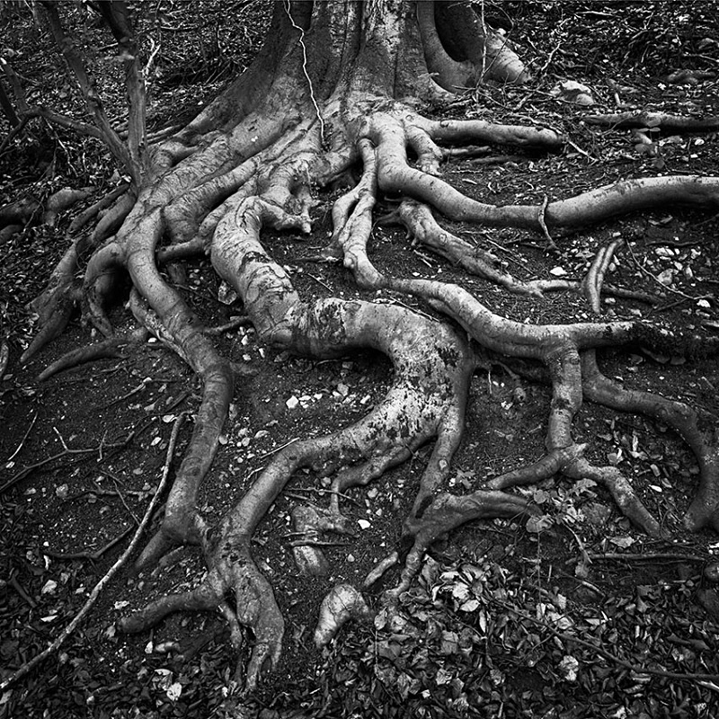 2163 - Beech Roots - The Cotswold Way - 2009