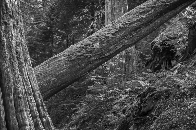 Fallen - Grove of the Patriarchs - USA - 2014 - California, Oregon, Washington