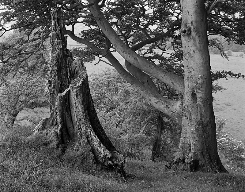 2150 - Beech  Beech Stump - The Cotswold Way - 2009