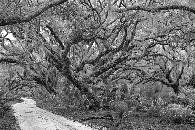 1599 - Main Street - Cumberland Island 2 - USA - 2007 - South Carolina & Georgia