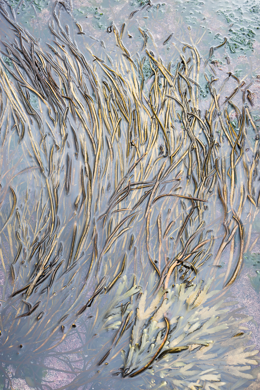 Seaweed Fronds - Isle of Skye - 2017