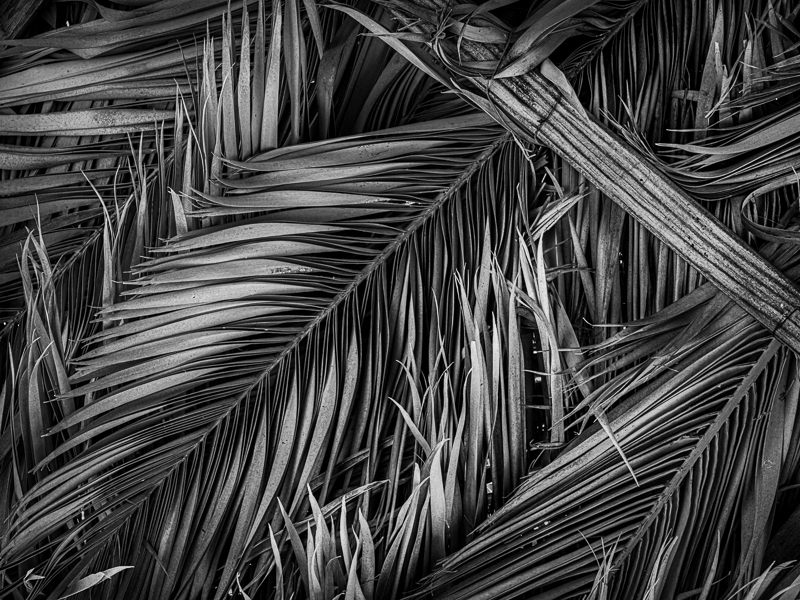 La Gomera-18 - La Gomera - Tropical Garden - July 2019