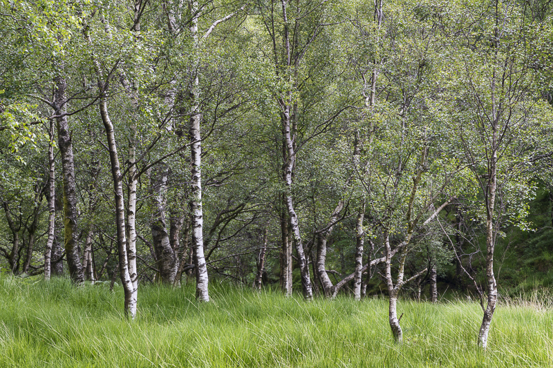 Birch Grove - Lake District - Prior to mid 2019