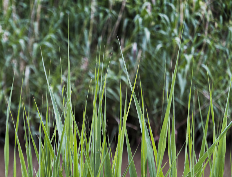Grass Points - Worcester Birmingham Canal