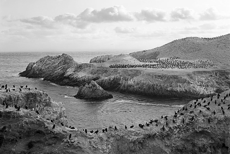 1752 - Brandts Cormorants - Bird Island - USA - 2008 - Yosemite & the West Coast