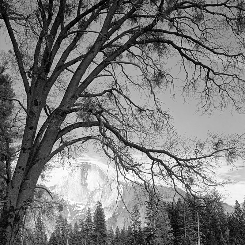 1695 - Half Dome under Tree - USA - 2008 - Yosemite & the West Coast