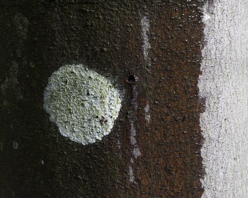 Lichen Circle - Lake District - Prior to mid 2019