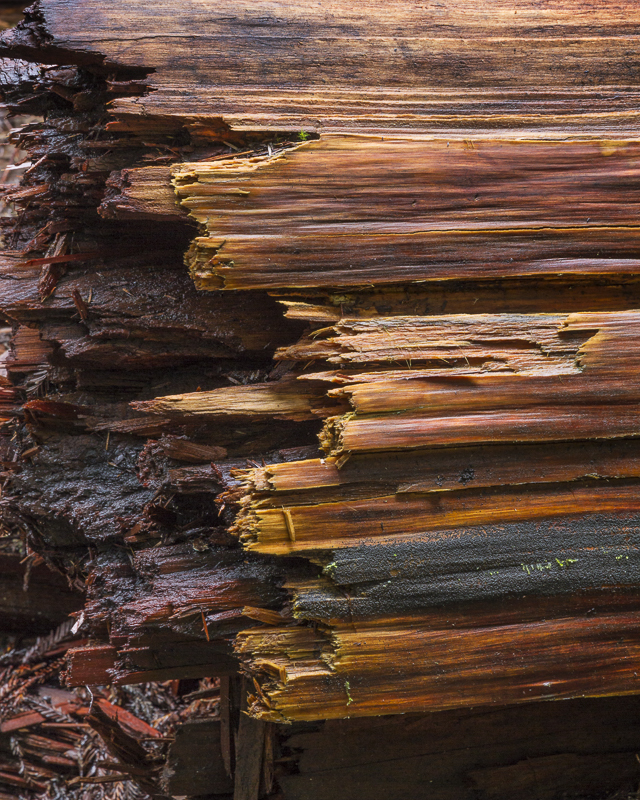 Snapped Redwood - Colour - USA - 2014 - California, Oregon, Washington