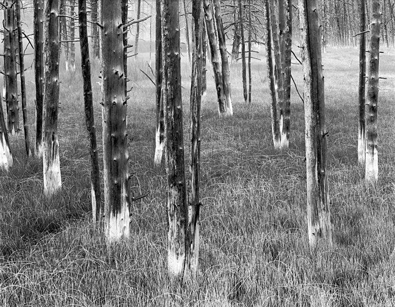 1111 - Waterlogged Lodgepole Pines 2 - USA - 2005 - Yellowstone NP & the Tetons