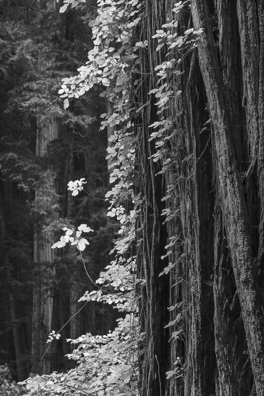 Poison Ivy on Redwood - Mono - USA - 2014 - California, Oregon, Washington