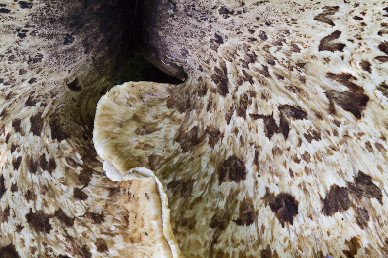 Bracket Fungus 2 - Worcester Birmingham Canal