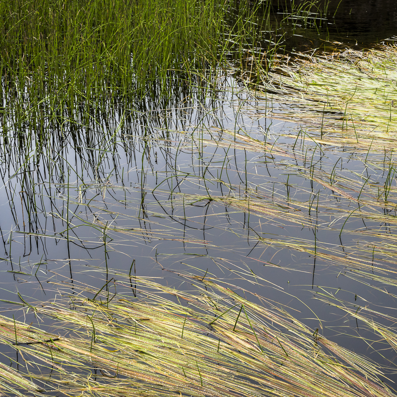 Lochan Grasses - Isle of Skye - 2017
