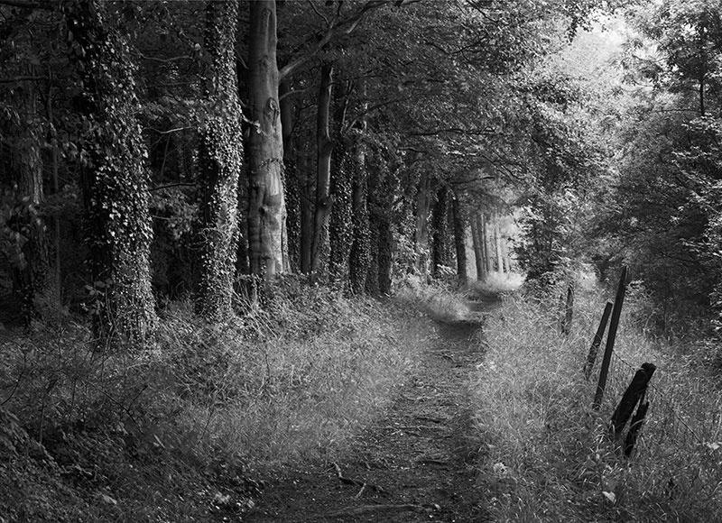 2174 - The Way - Through Barrow Piece Plantation - The Cotswold Way - 2009