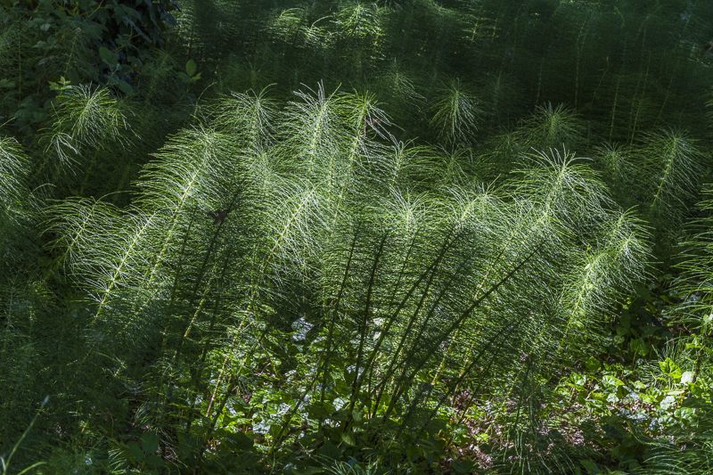 Horsetails - Colour - USA - 2014 - California, Oregon, Washington