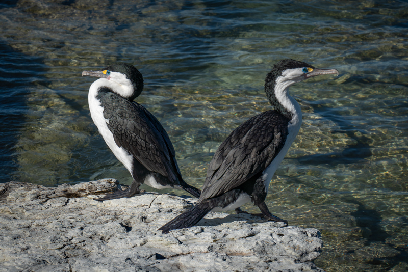 Pied Shags - New Zealand’s South Island - 2018