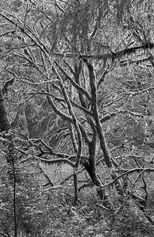 1810 - Mossy Trees - USA - 2008 - Yosemite & the West Coast