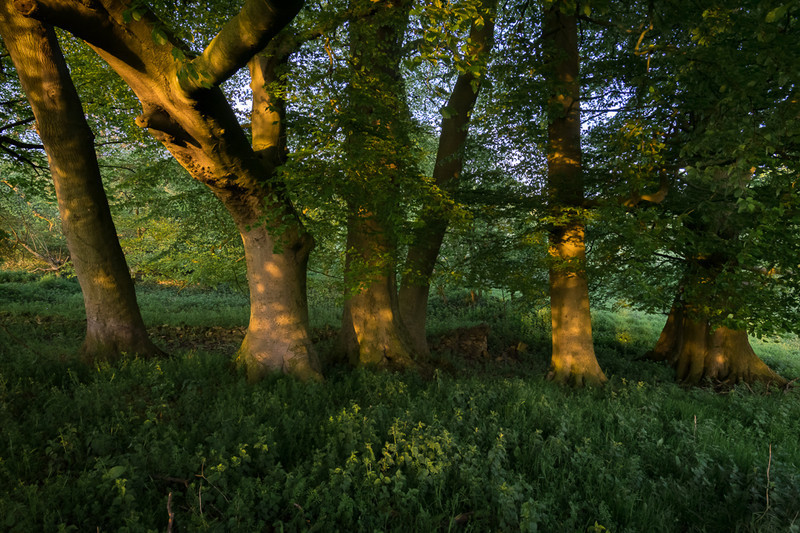 Day 26 - Beech Trunks - On Bredon Hill - 2016