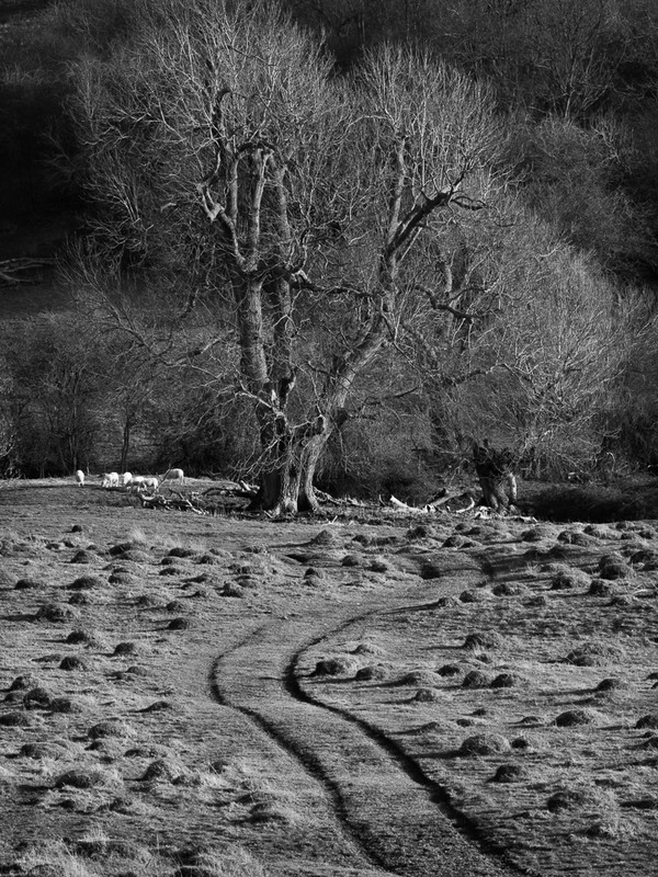 Day 15 - Ant Hills - On Bredon Hill - 2016