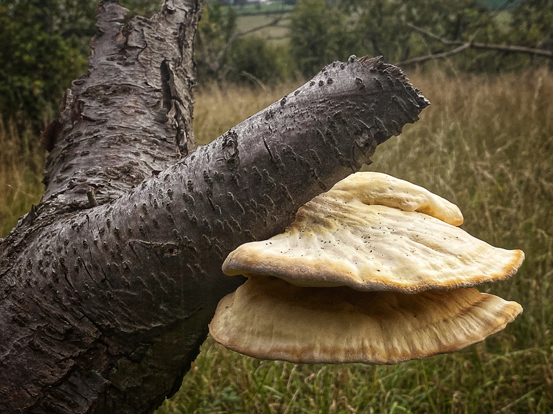 Bracket Fungus - Whilst Out and About ...